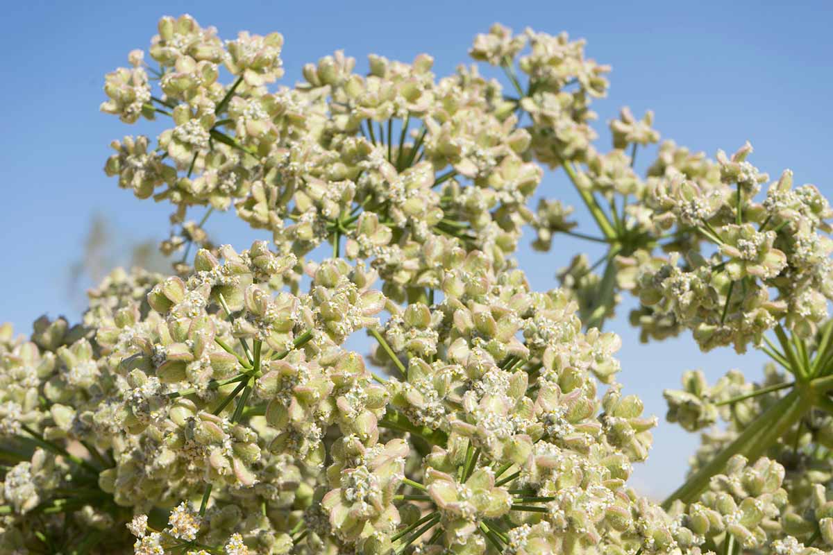 A close up horizontal image of the flowers of Ferula assa-foetida (aka stinking gum) pictured on a blue sky background.