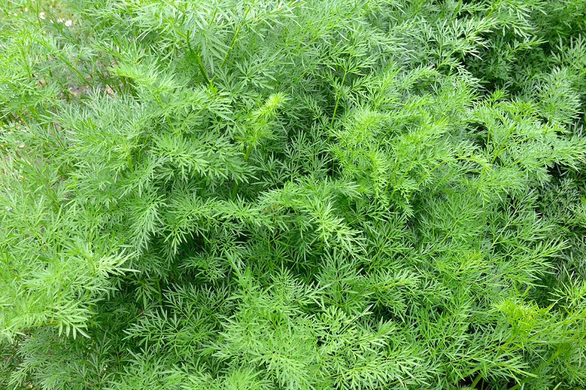A close up horizontal image of the carrot-like foliage of asafetida plants growing in the garden.
