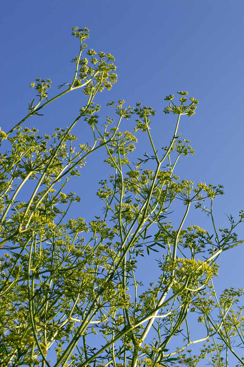 A close up vertical image of asafetida (Ferula assa-foetida) plants growing wild pictured on a blue sky background.