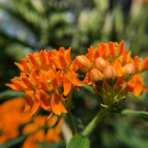 A close up of a bright orange A. tuberosa flower pictured on a soft focus background.