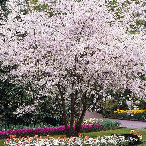 A square image of an 'Autumnalis' flowering cherry tree surrounded by spring flowering bulbs in a formal park.