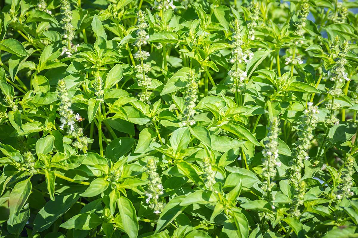 A horizontal image of a large stand of flowering basil, with bees and other pollinators pictured in bright sunshine.