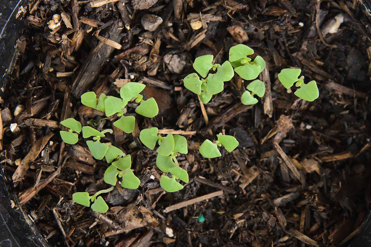 A close up horizontal image of small seedlings just pushing through the soil in a container.
