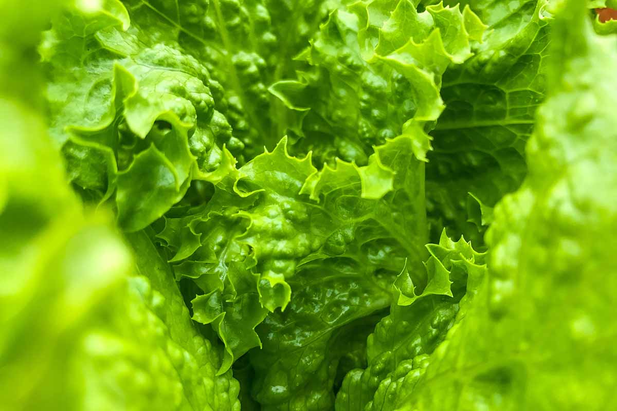 A close up horizontal image of the foliage of Batavian lettuce growing in the vegetable garden.