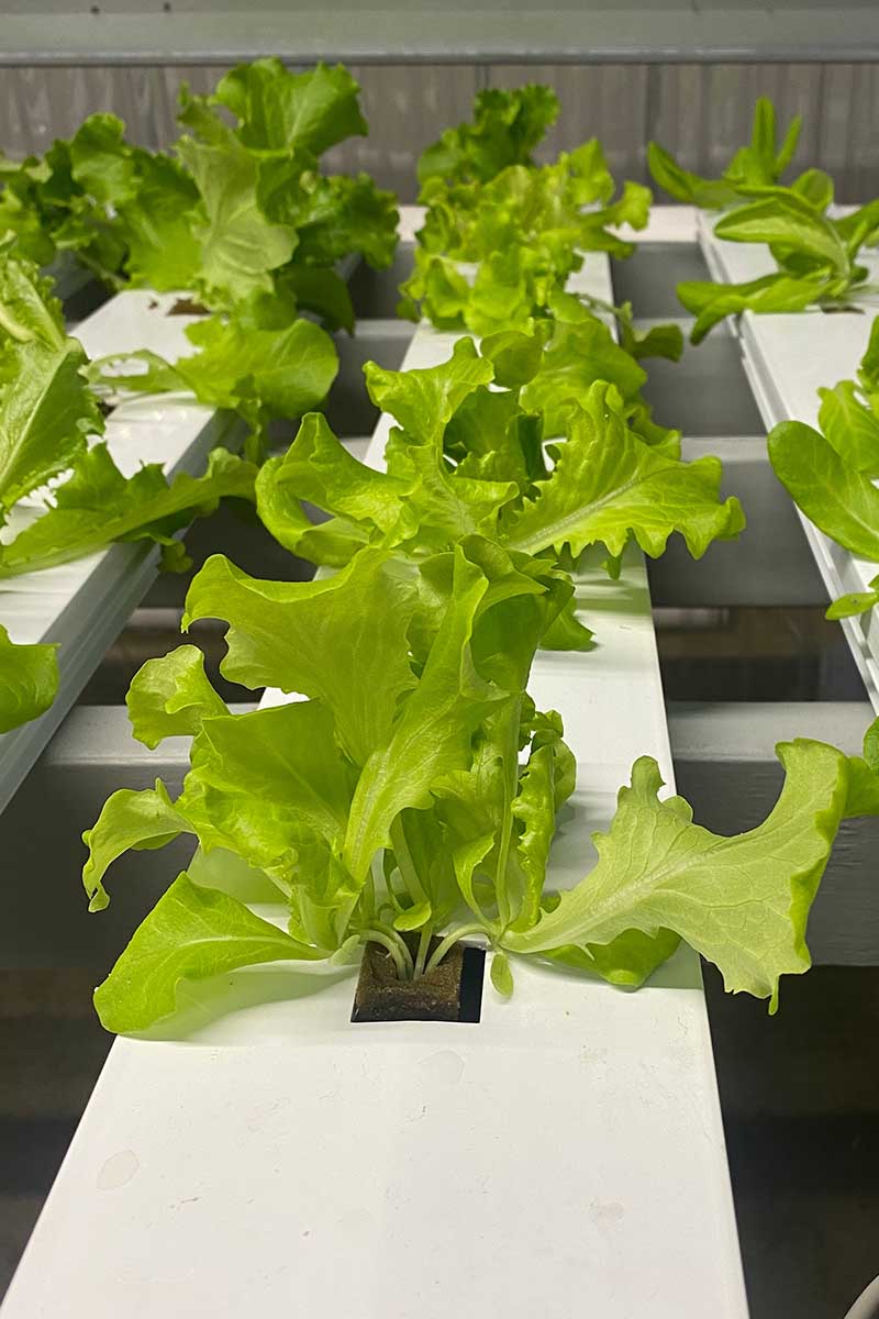 A vertical image of rows of lettuce growing in white hydroponic tubes.