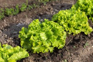 A close up horizontal image of a row of Batavian lettuce growing in the vegetable garden.