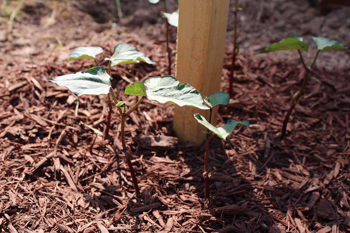 A close up horizontal image of seedlings growing in the garden surrounded by bark mulch.