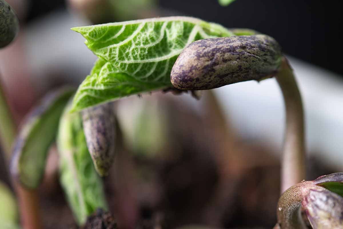 A close up of a seedling pushing through the soil pictured on a soft focus background.