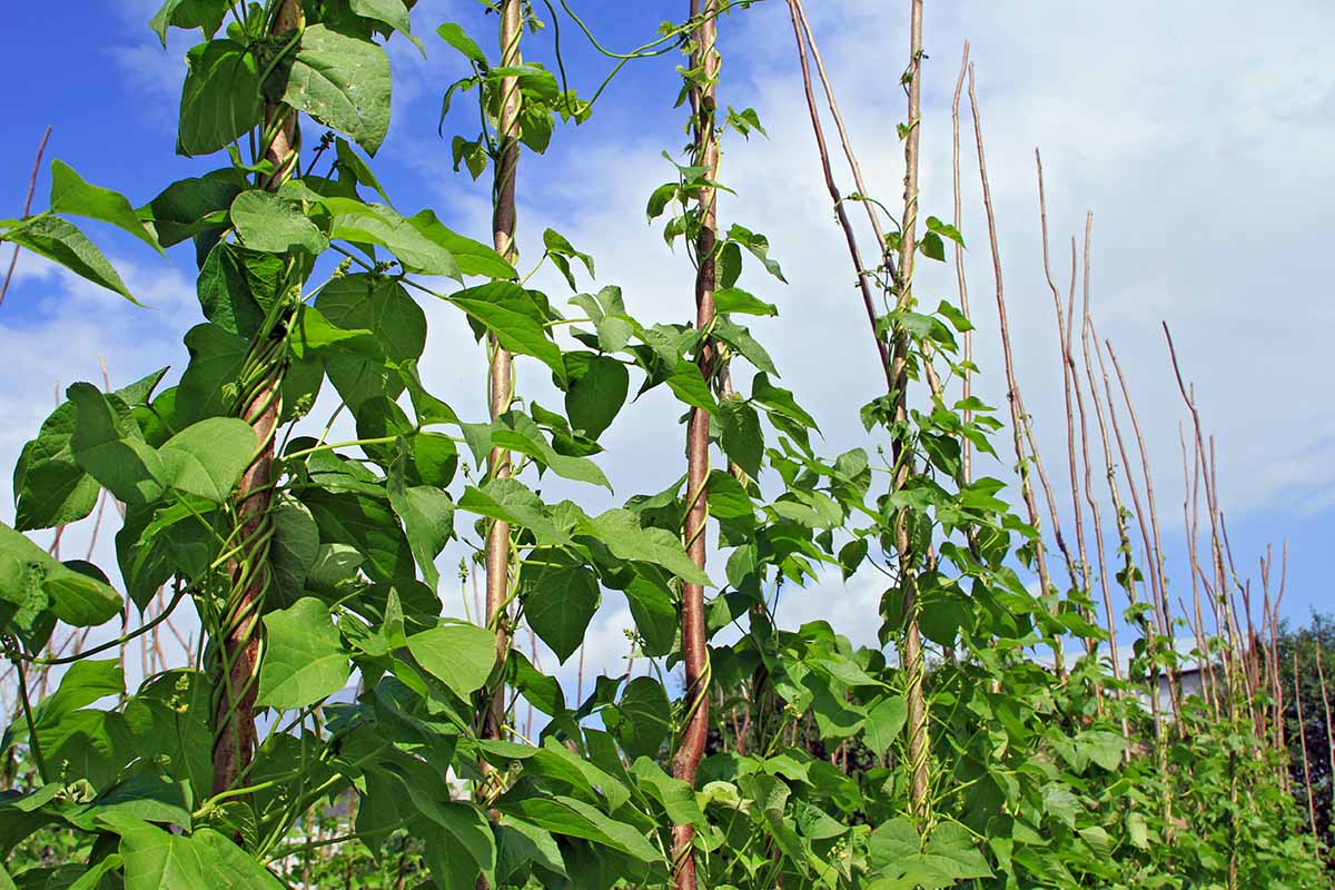 A horizontal image of pole beans growing up wooden stakes in the vegetable garden.