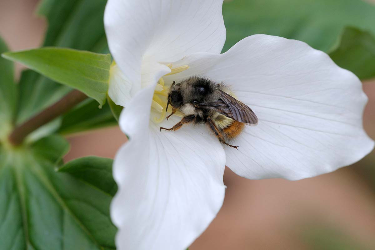 A close up horizontal image of a bee feeding from a single white trillium flower pictured on a soft focus background.