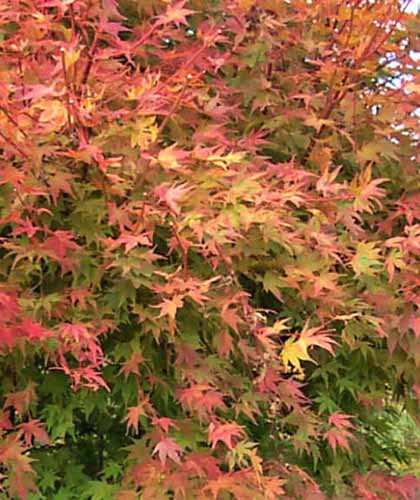 A close up of the foliage of 'Beni Kawa' Japanese maple growing in the garden.