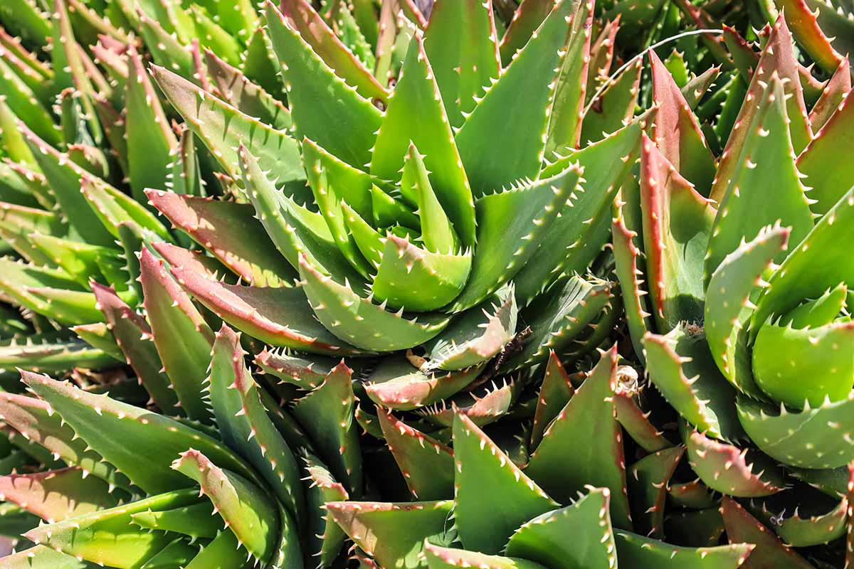 A close up horizontal image of aloe plants growing in the garden pictured in bright sunshine.