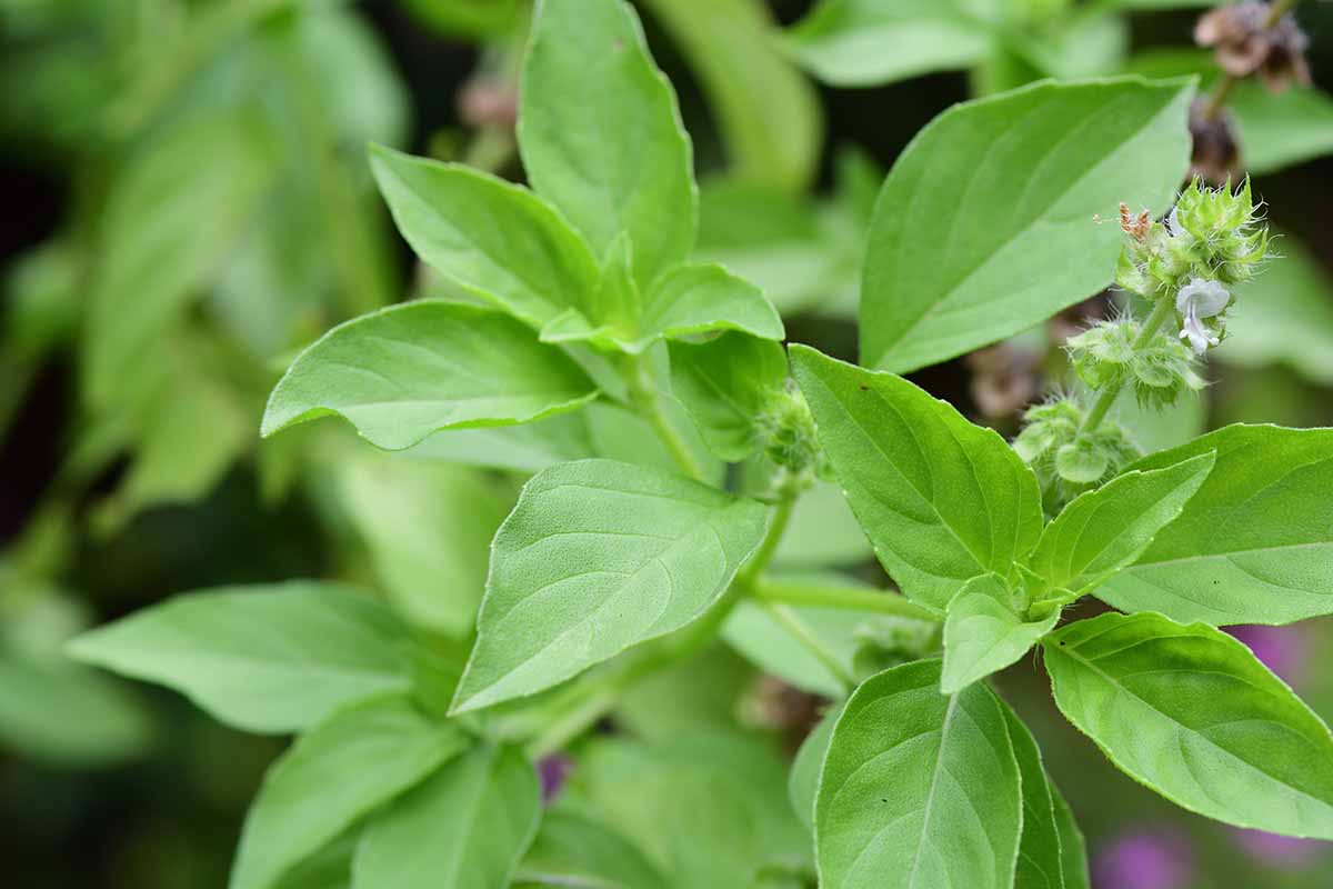A close up horizontal image of citrus basil growing in the garden with bright green foliage and tiny white flowers pictured on a soft focus background.
