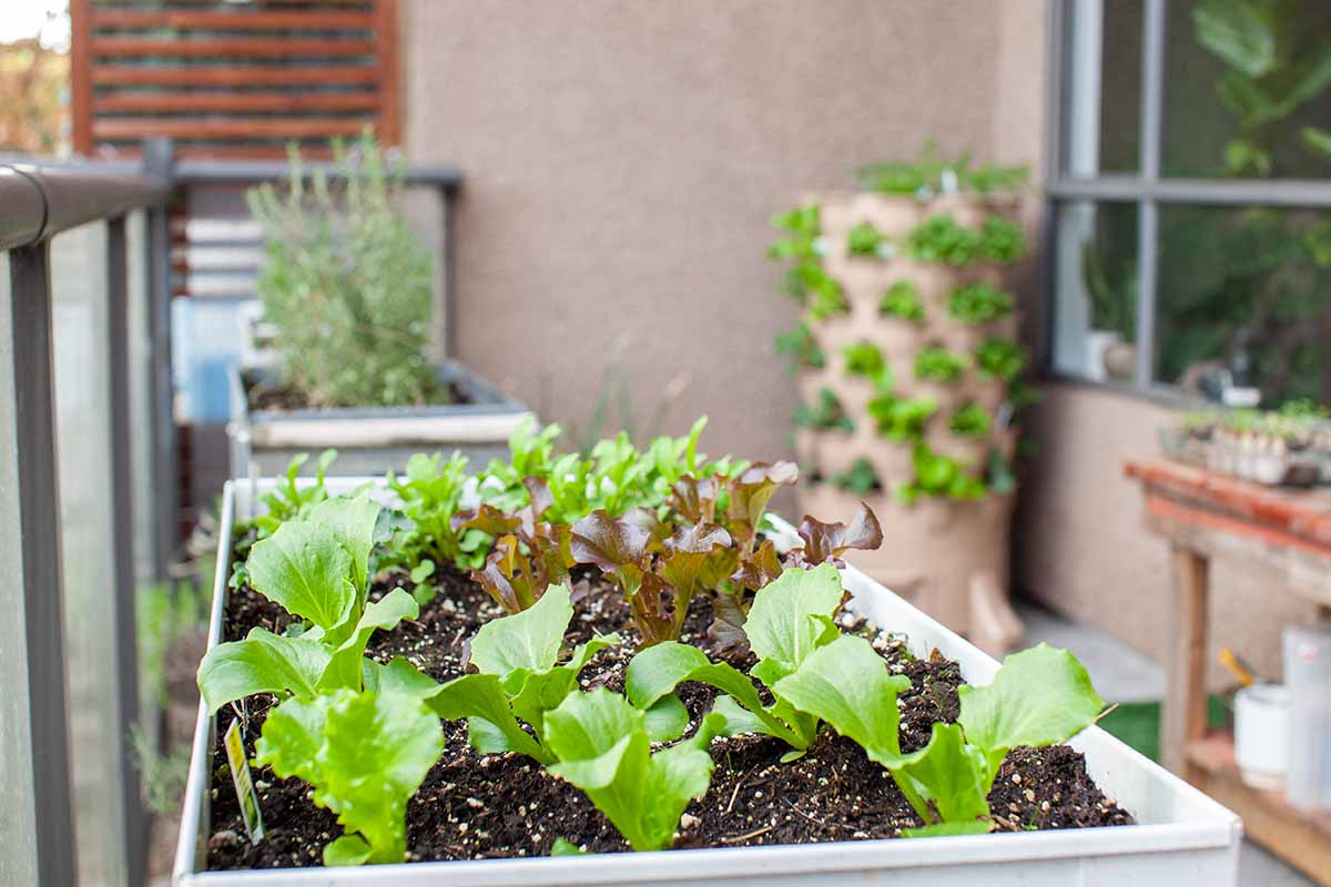 A horizontal image of a balcony garden with vertical and rectangular planters growing lettuce.