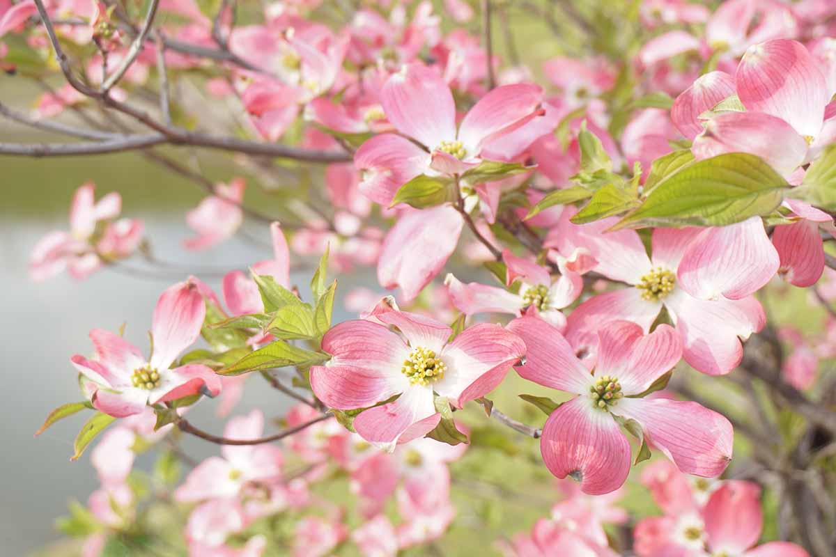 A close up horizontal image of pink and white flowering dogwood blooms pictured on a soft focus background.