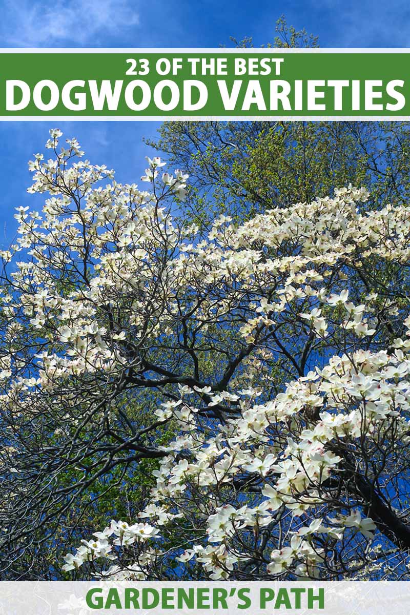 A vertical image of a white flowering dogwood tree on a blue sky background. To the top and bottom of the frame is green and white printed text.