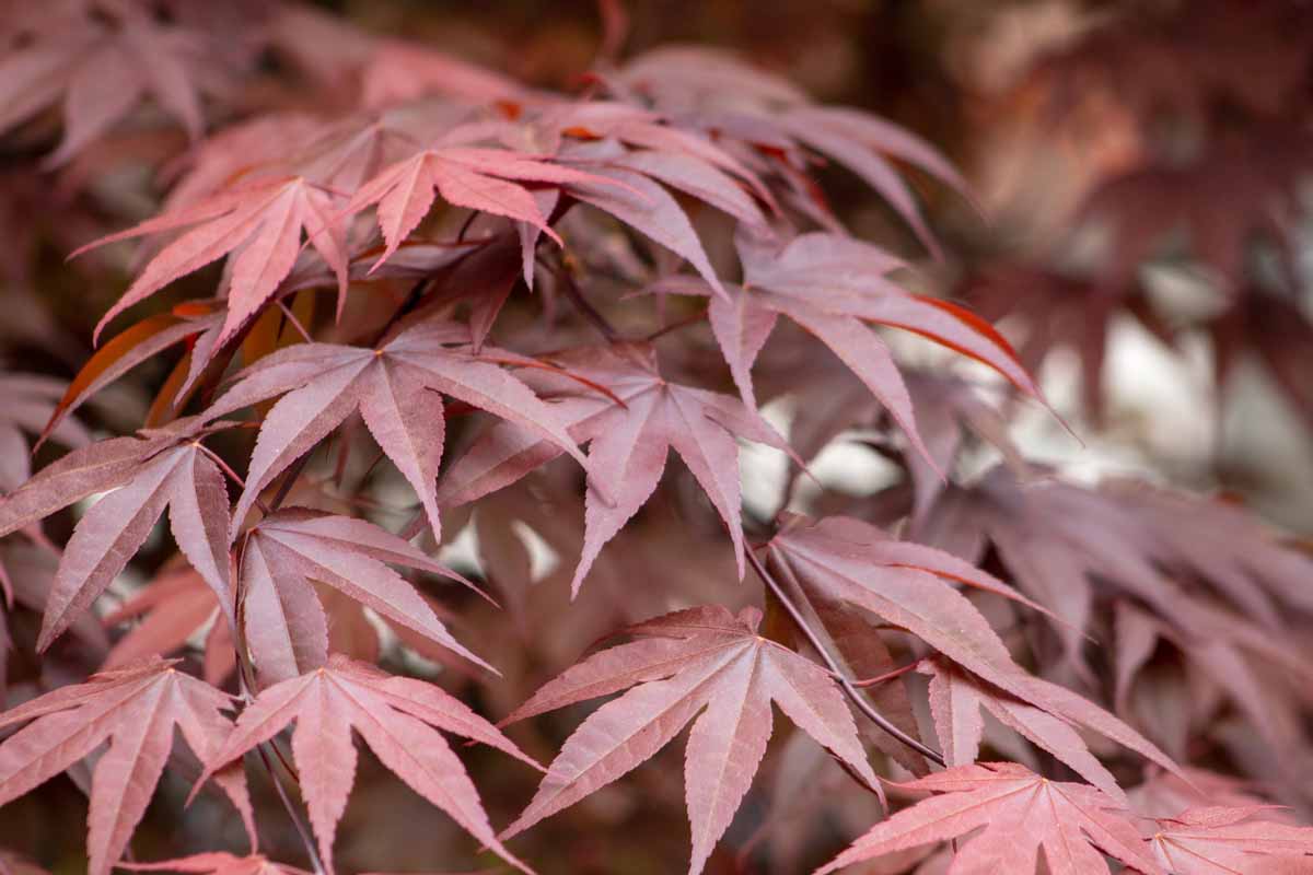 A close up horizontal image of the deep red autumn foliage of a Japanese maple tree growing in the garden.