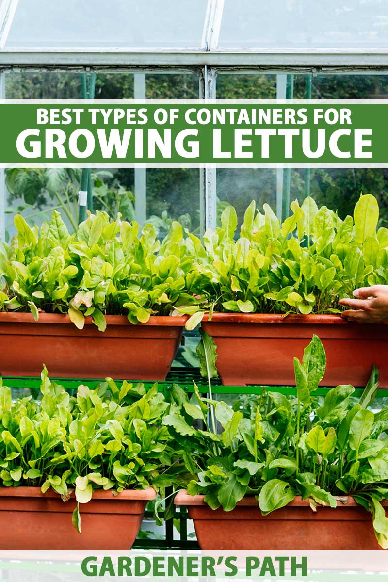 A vertical image of rectangular planter of lettuce in a greenhouse. To the top and bottom of the frame is green and white printed text.