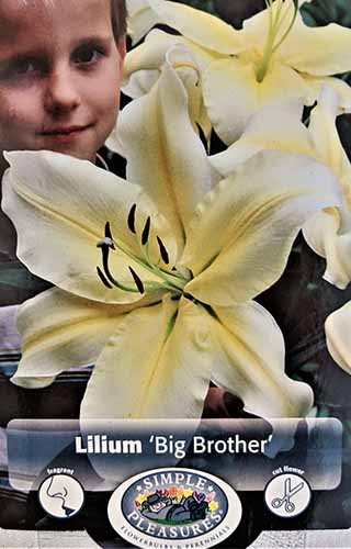 A close up of a person holding a huge 'Big Brother' flower, with large white and yellow petals, fading to soft focus in the background.