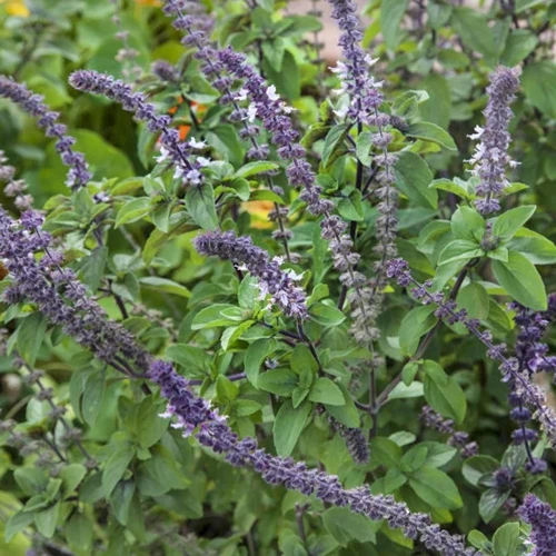 A close up square image of 'Blue Spice' basil growing in the garden with purple flowers and deep green foliage.