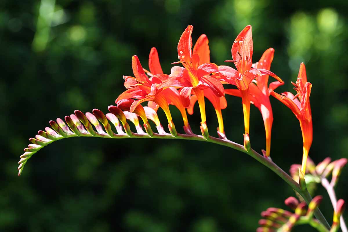 A close up horizontal image of vibrant red Crocosmia flowers pictured in bright sunshine on a soft focus background.