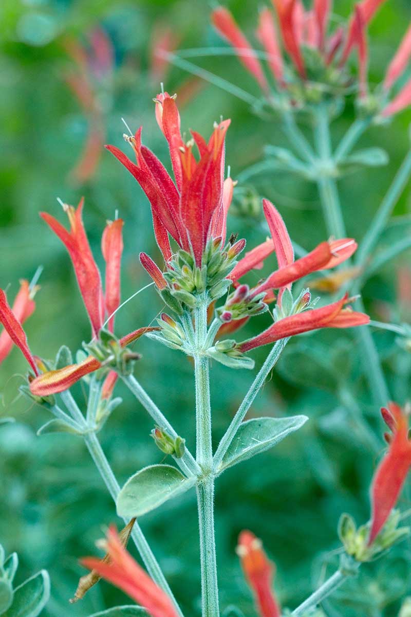 A close up vertical image of Dicliptera squarrosa flowers pictured on a soft focus background.