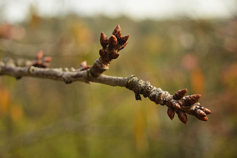 A close up horizontal image of flower buds forming at the end of branches in spring, pictured on a soft focus background.
