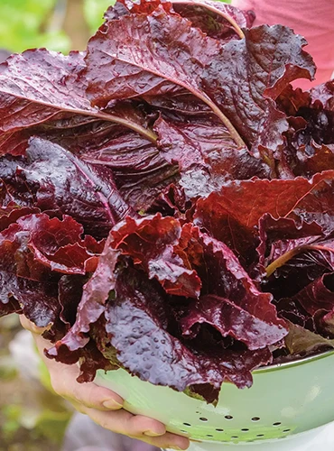 A close up of a freshly harvested 'Burgundy Delight' in a green colander.