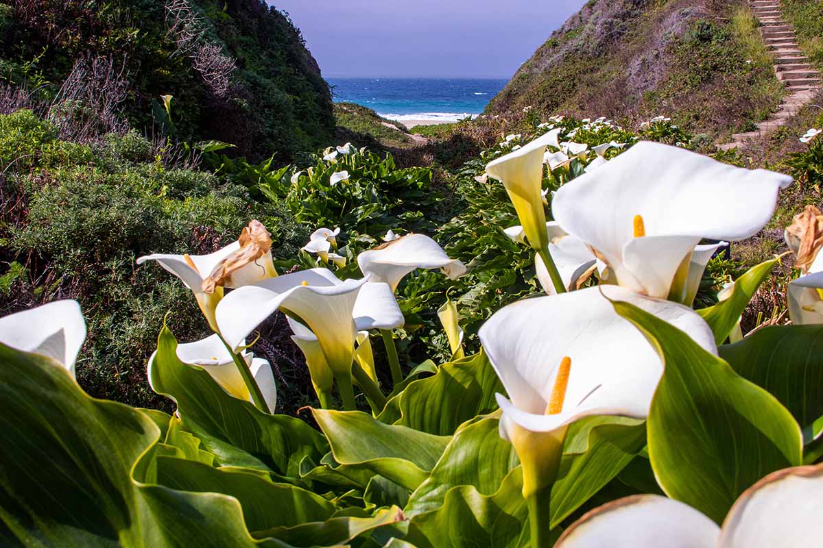 A horizontal image of a valley leading down to the ocean filled with blooming white Zantedeschia flowers, pictured in bright sunshine.