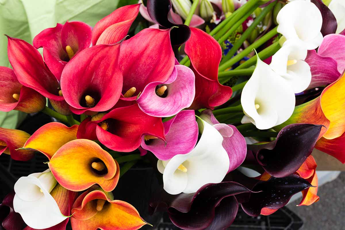 A close up horizontal image of a bright luscious bouquet of colorful calla lilies.