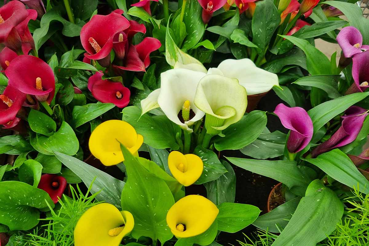 A horizontal image of vibrantly colored potted calla lilies at a garden center.