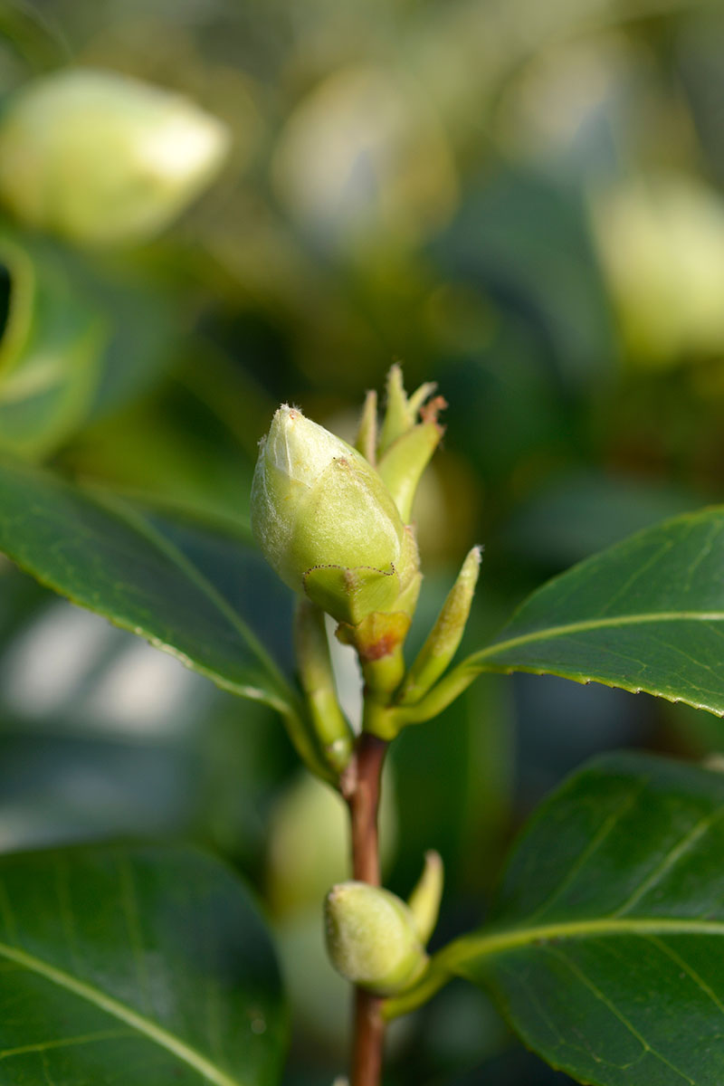 A close up vertical image of a camellia flower bud about to bloom, pictured on a soft focus background.