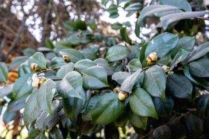 A close up horizontal image of a camellia plant with flower buds and deep green foliage.