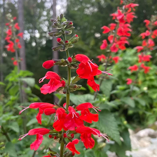 A close up square image of a bright red cardinal flower growing in the garden.