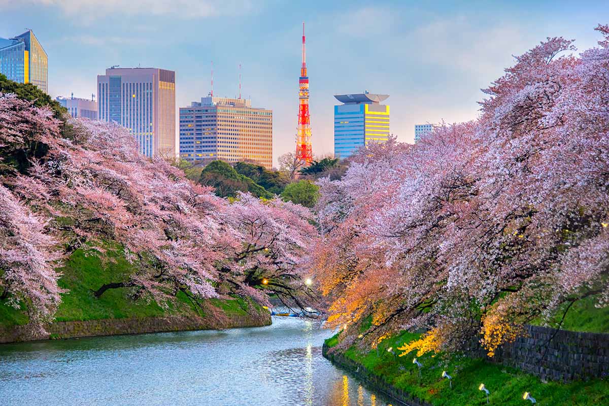 A horizontal image of cherry trees blooming beside a river in Japan with a cityscape and blue sky in the background.