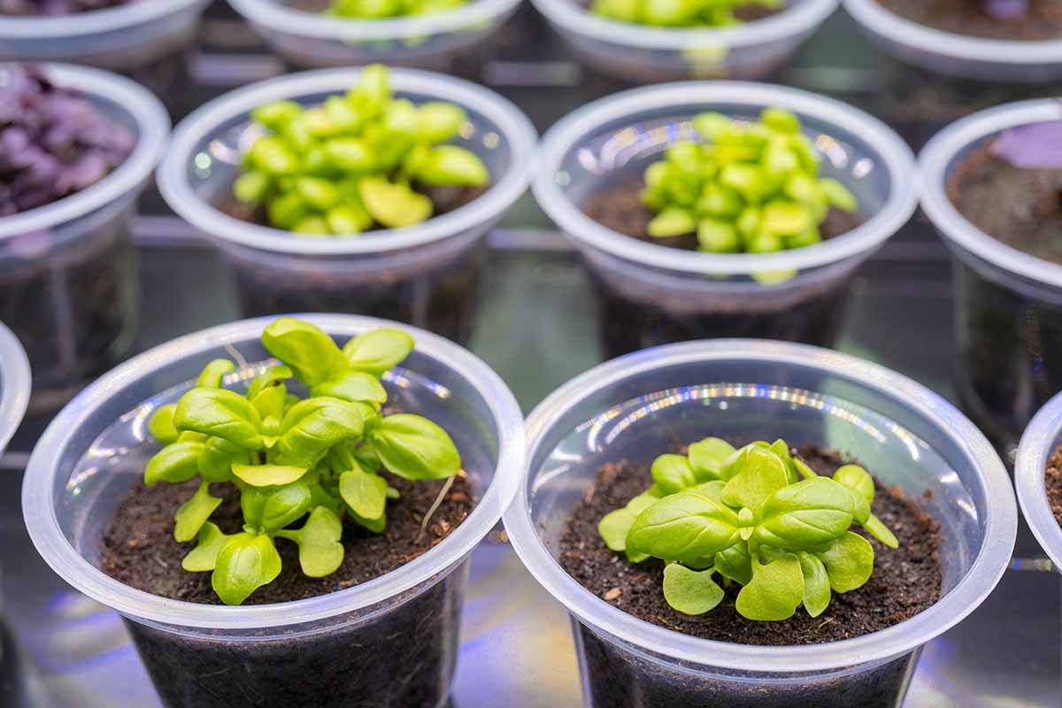 A close up horizontal image of rows of clear plastic pots with seedlings set indoors.