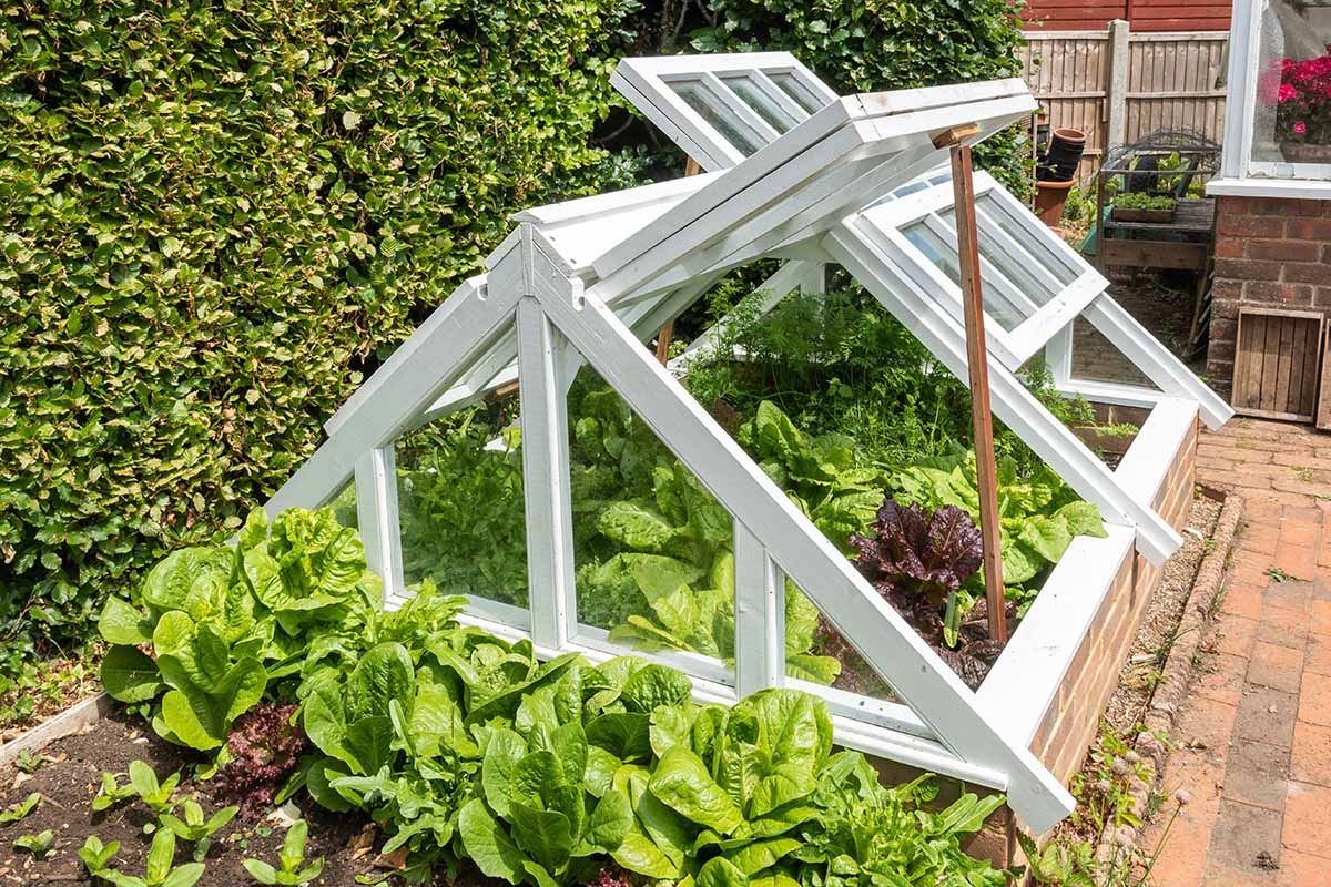 A horizontal image of a wooden frame set over a raised brick garden bed with the vents open, growing a variety of different vegetables inside.