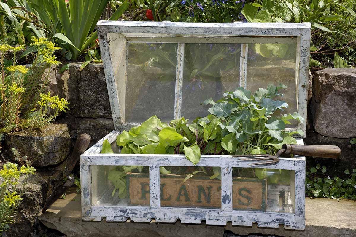 A close up horizontal image of a small structure with a tray of vegetable seedlings inside it set on a concrete surface in the spring garden.