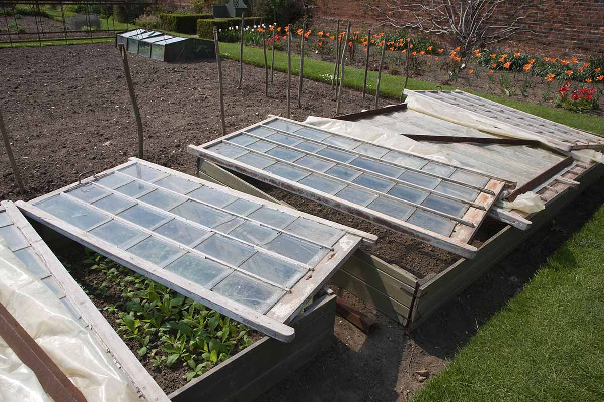 A horizontal image of wooden frames with the lids slightly open growing seedlings in the spring garden.