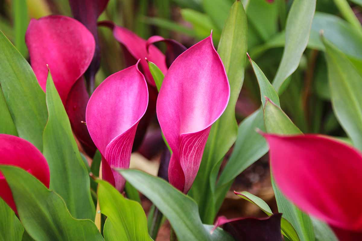 A close up horizontal image of vibrant pink Zantedeschia flowers growing in the garden.