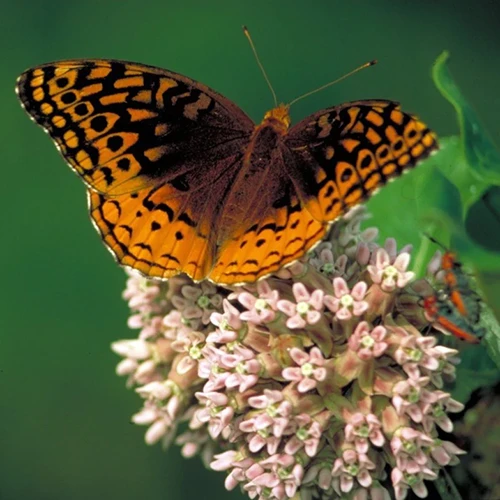 A close up of a butterfly feeding on a common milkweed flower pictured on a soft focus background.