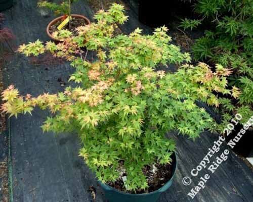 A close up of an Acer palmatum 'Coonora Pygmy' growing in a small pot set on a wooden surface.