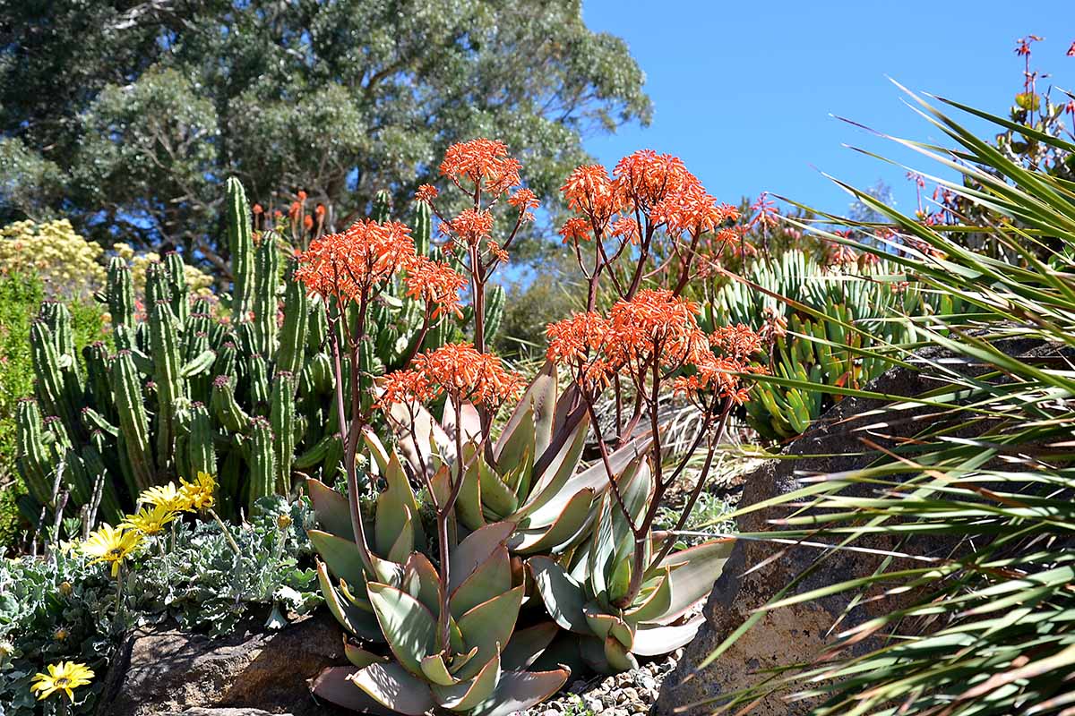 A horizontal image of a garden filled with cacti and succulent species pictured in bright sunshine on a blue sky background.