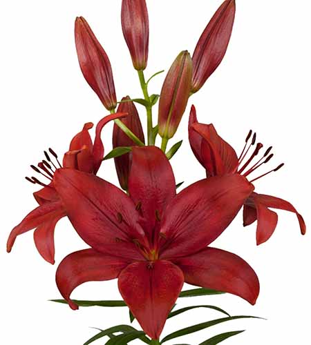 A close up of the bright red flower of the 'Corleone' lily showing deep red petals that gradually fade to a scarlet red at the edges, pictured on a white background.