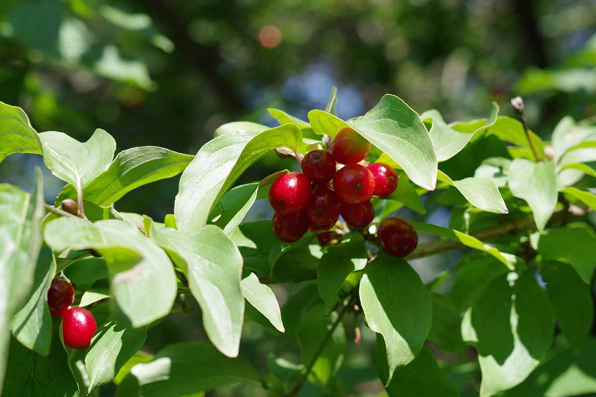 A close up horizontal image of the bright red drupes and green foliage of a cornelian cherry (Cornus mas) growing in the garden pictured in bright sunshine on a soft focus background.