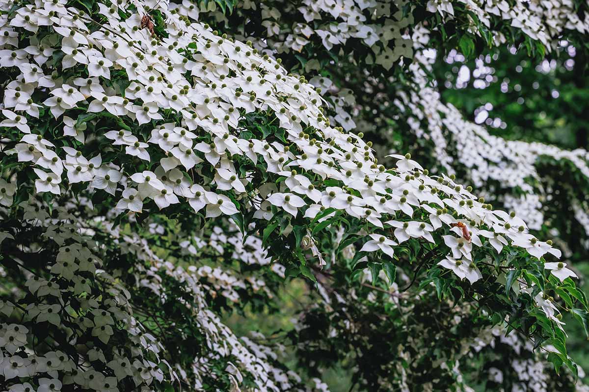 A horizontal image of a sea of white dogwood flowers in the garden.
