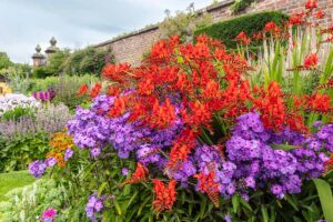 A horizontal image of a colorful cottage garden featuring bright red Crocosmia flowers with a brick wall in the background.
