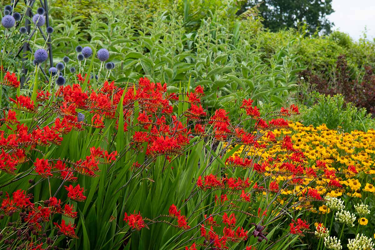 A horizontal image of a colorful garden border with a variety of different flowers in bloom.