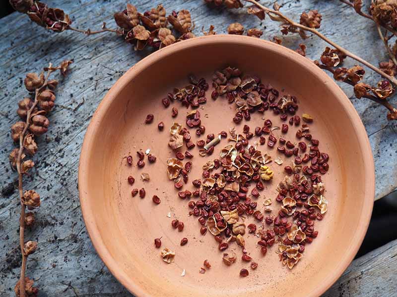 A top down horizontal image of seeds on a terra cotta saucer set on a wooden surface.