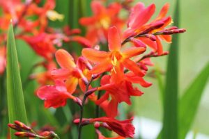 A close up horizontal image of bright red Crocosmia flowers growing in the garden pictured on a soft focus background.